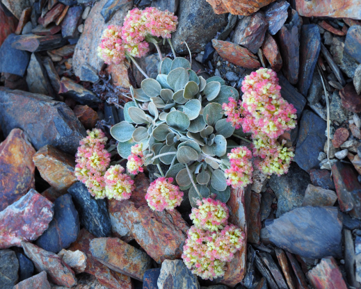 Lobb’s buckwheat (Eriogonum lobbii)