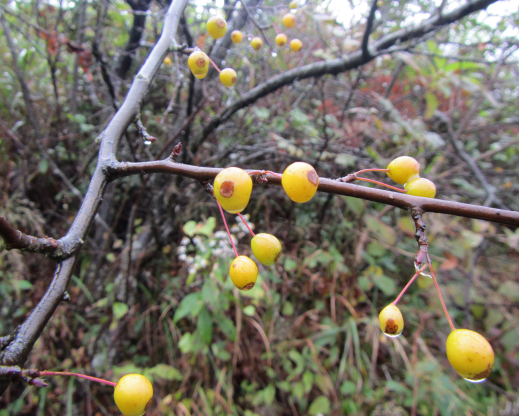 Yellow fruit on Malus cf. prunifolia