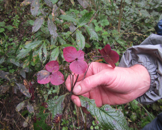 Hydrangea aspera with dark sterile florets