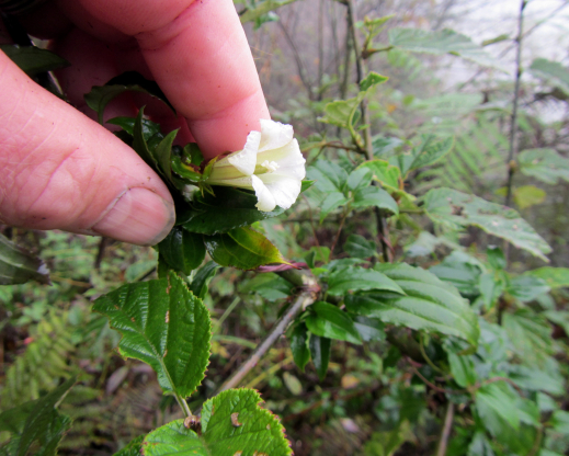 Tripterospermum pallidum