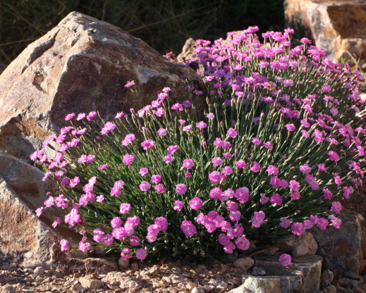 Dianthus ‘Tiny Rubies’