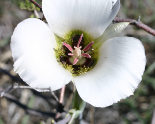 Calochortus cf. ambiguus