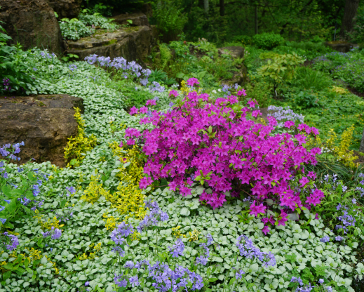 Rhododendron ‘Karen’s’ in a woodland rock garden.