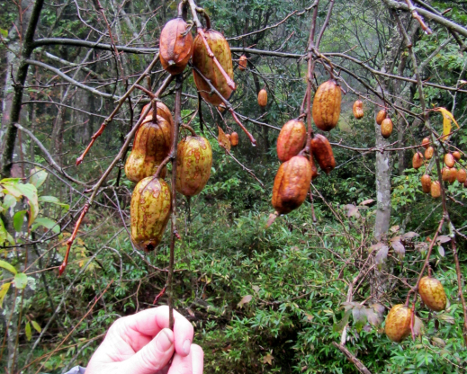 Nuts on Rehderodendron macrocarpum