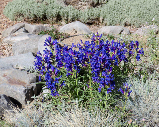 Penstemon ‘Navigator’