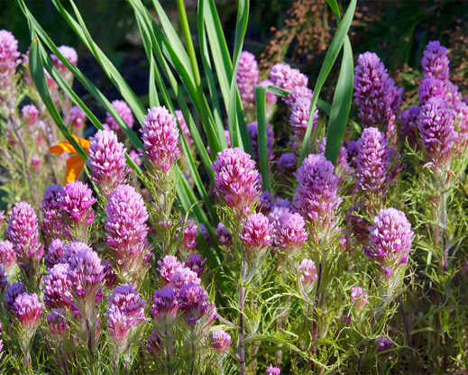Castilleja exserta in the author’s garden