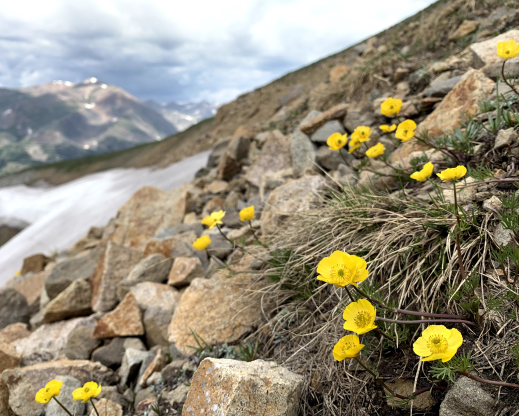 Ranunculus adoneus Ranunculus adoneus