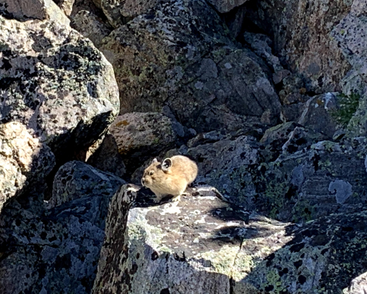 American Pika (Ochotona princeps), one of the most charismatic alpine animals. Photo: Emily Griffoul 