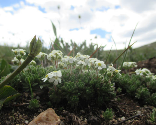 Androsace chamaejasme