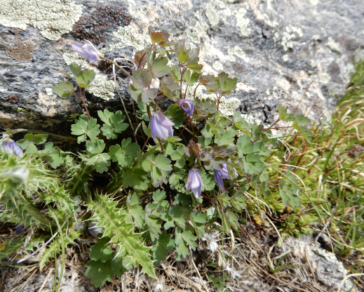 Aquilegia saximontana    