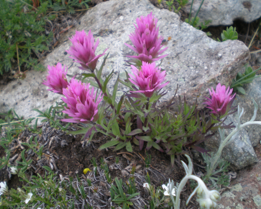 Castilleja haydenii