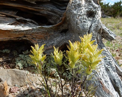 Castilleja puberula     