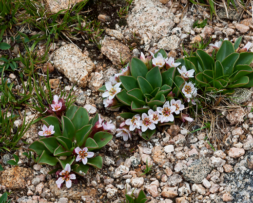 Claytonia megarhiza, photo by Gerhard Assenmacher