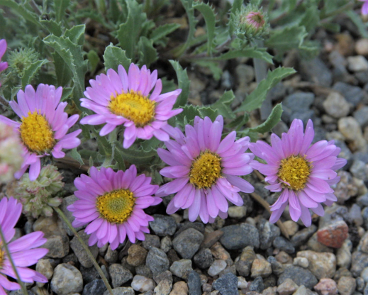 Xanthisma coloradoense Photo: Nicola Ripley