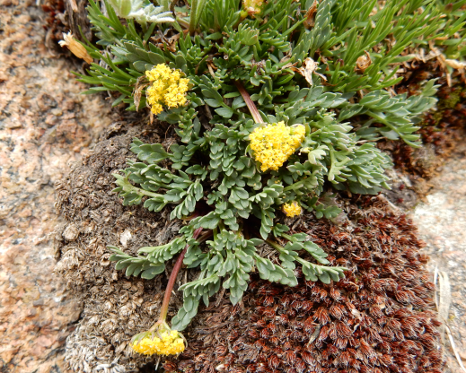 Cymopterus alpinus 