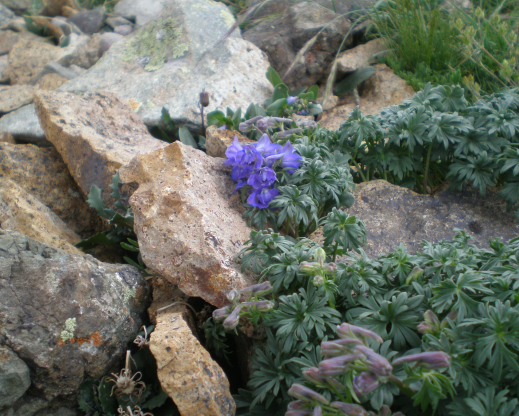 Delphinium alpestre   