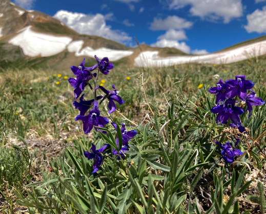 Delphinium alpestre Photo: Alex Seglias 