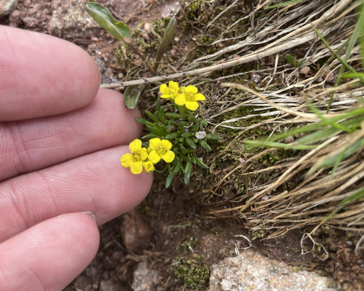 Draba graminea 