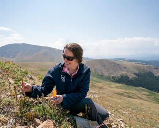 emily Griffoul collecting seed from Silky Phacelia (Phacelia sericea) Photo: Dominique Taylor emily Griffoul collecting seed from Silky Phacelia (Phacelia sericea) Photo: Dominique Taylor