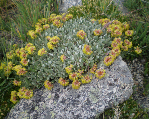 Eriogonum arcuatum var. xanthum