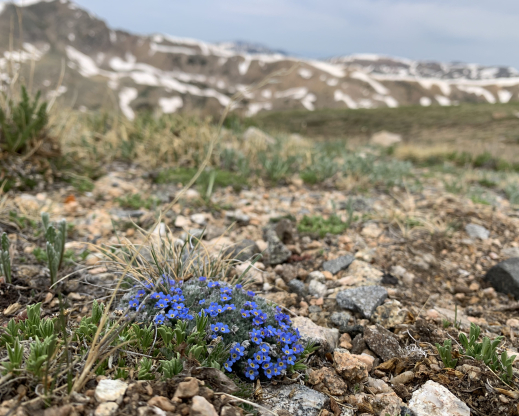 Eritrichium argenteum Photo courtesy of Betty Ford Alpine Gardens