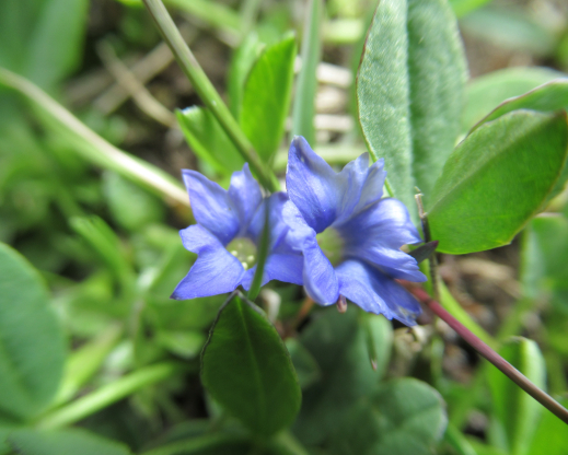 Gentiana prostrata. Photo by Amy Schneider
