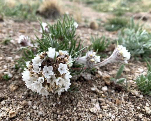 Globe Gilia (Ipomopsis globularis) Globe Gilia (Ipomopsis globularis)