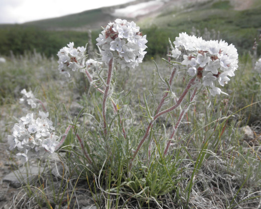 Ipomopsis globularis    