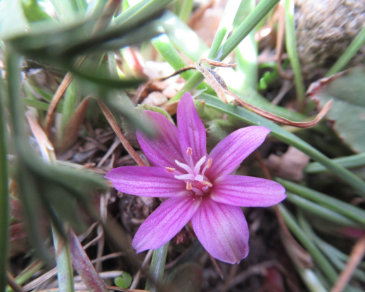 Lewisia pygmaea. Photo by Amy Schneider