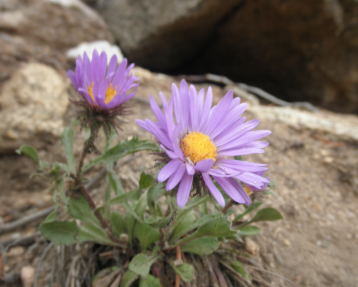 Dieteria pattersonii