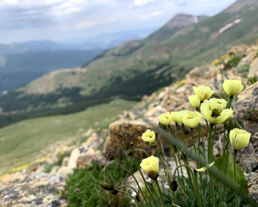 PPapaver radicatum subsp. kluanense, the only native poppy in the state of Colorado PPapaver radicatum subsp. kluanense, the only native poppy in the state of Colorado
