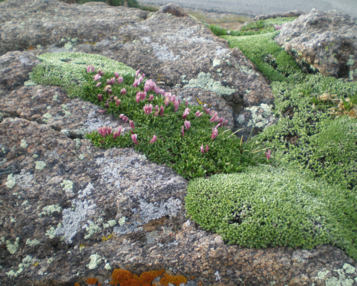 Paronychia pulvinata 