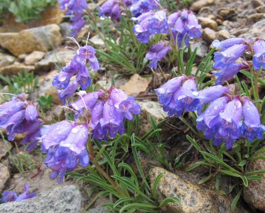 Penstemon hallii