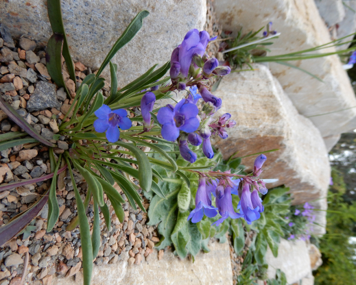 Penstemon uintahensis
