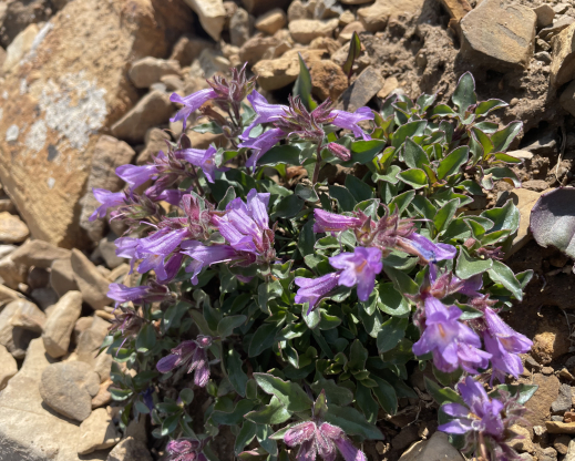 Penstemon harbourii
