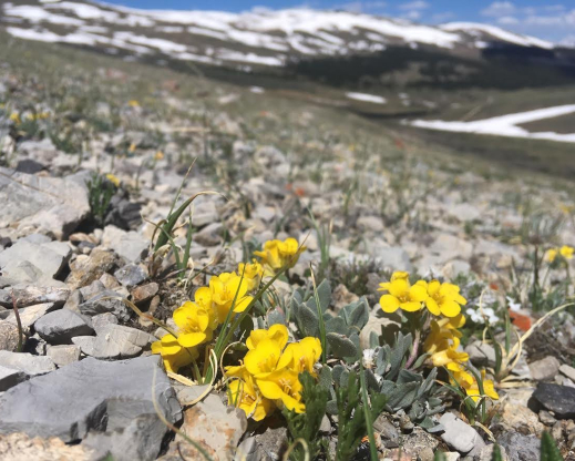 Physaria alpina on Weston Pass