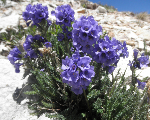 Polemonium confertum