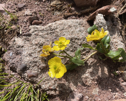 Ranunculus macauleyi