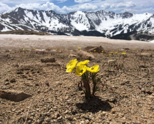 Ranunculus adoneus blooming on Loveland Pass. Photo : Alex Seglias