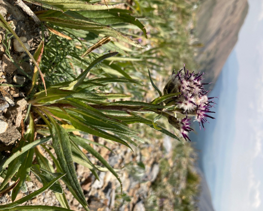 Saussurea weberi in habitat