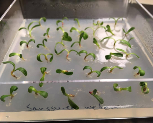 Testing viability of Saussurea weberi seed