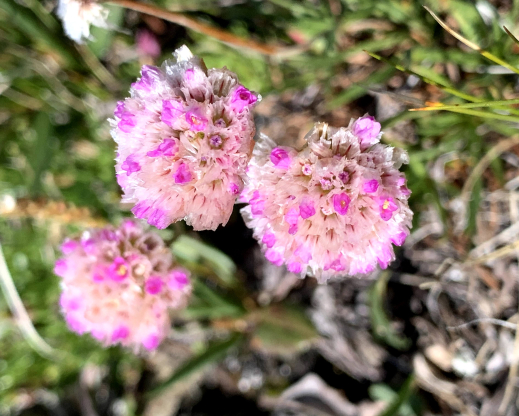 Sea-Pink (Armeria maritima subsp. sibirica), Sea-Pink (Armeria maritima subsp. sibirica),