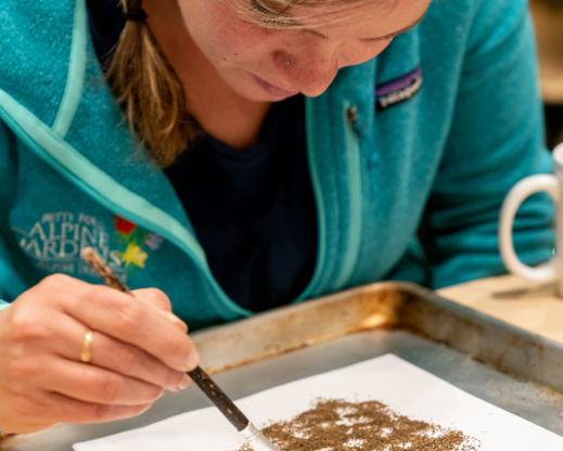 Seed cleaning. Photo: Dominique Taylor Seed cleaning. Photo: Dominique Taylor
