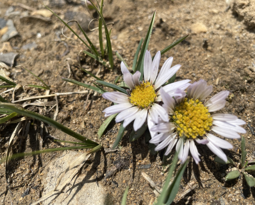 Townsendia rothrockii   