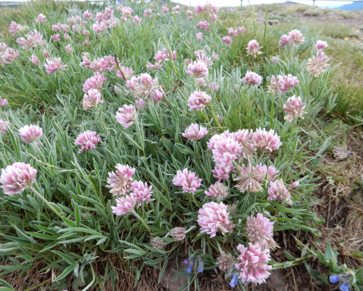 Trifolium attenuatum