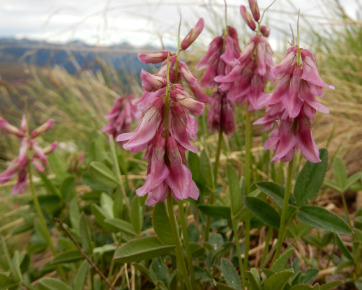 Trifolium brandegeei