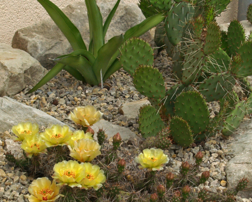 Yellow blooming Opuntia fragilis in front of Opuntia phaeacantha in a raised gravel bed at Anhalt University, Bernburg. Yellow blooming Opuntia fragilis in front of Opuntia phaeacantha in a raised gravel bed at Anhalt University, Bernburg.