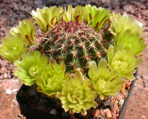 Echinocereus viridiflorus Echinocereus viridiflorus