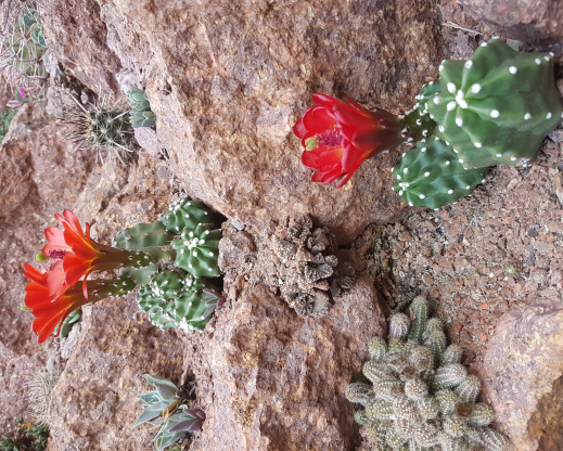 Echinocereus triglochidiatus var. mojavensis forma inermis Echinocereus triglochidiatus var. mojavensis forma inermis
