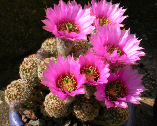 Echinocereus reichenbachii subsp. caespitosus in a clay bowl Echinocereus reichenbachii subsp. caespitosus in a clay bowl